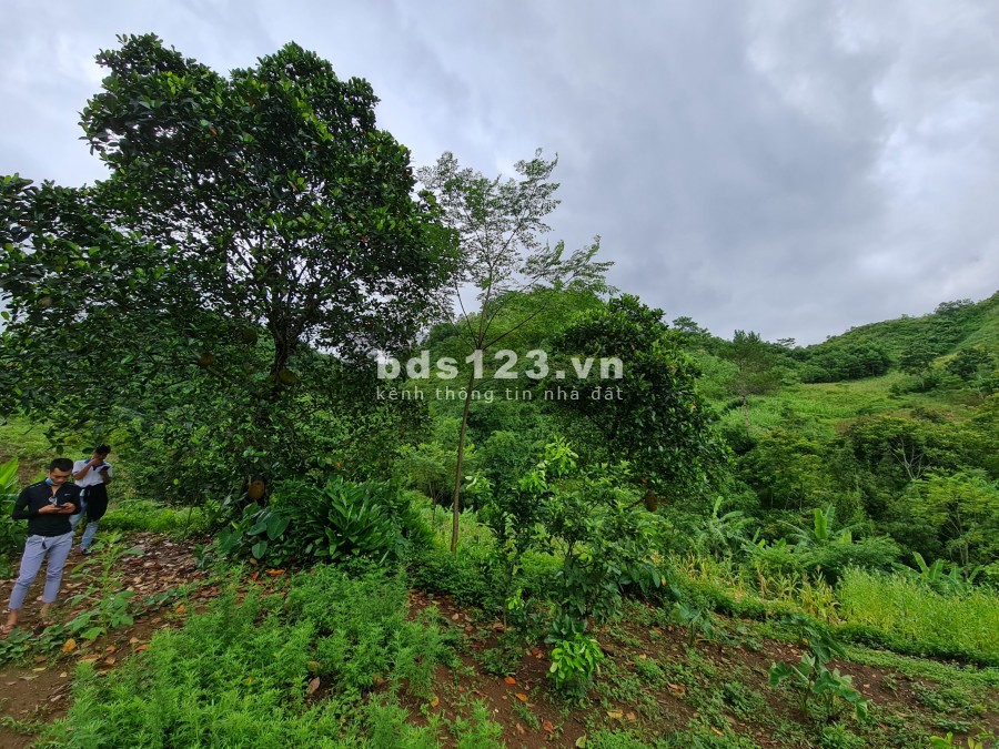 Hơn 6000m2 có 400m thổ cư Cao Phong Hoà Bình, pháp lý sạch, không tranh chấp, sang tên nhanh