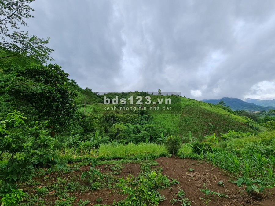Hơn 6000m2 có 400m thổ cư Cao Phong Hoà Bình, pháp lý sạch, không tranh chấp, sang tên nhanh