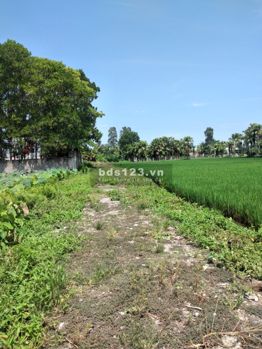 Chính củ cần tiền bán đất trục đương thanh niên giá mùa cô vid, lh 0972895029
