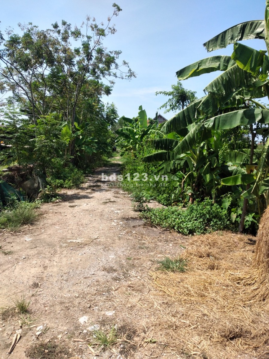 Chính củ cần tiền bán đất trục đương thanh niên giá mùa cô vid, lh 0972895029