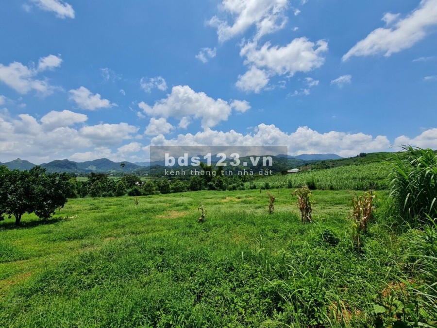 3030m2 full đât vườn , ( có thể lên thổ cư ) Dũng Phong Cao phong