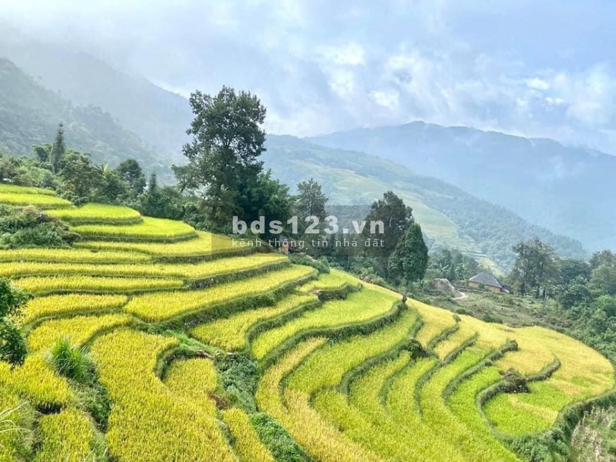 Mảnh đất siêu đẹp ở thôn Lao Chải y tý -sapa 2 giá hấp dẫn thoả thuận chính chủ