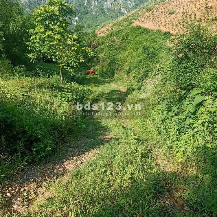 Hơn 2,5ha đât rsx thuộc tiến sơn Lương Sơn, giá bán thoả thuận chính chủ