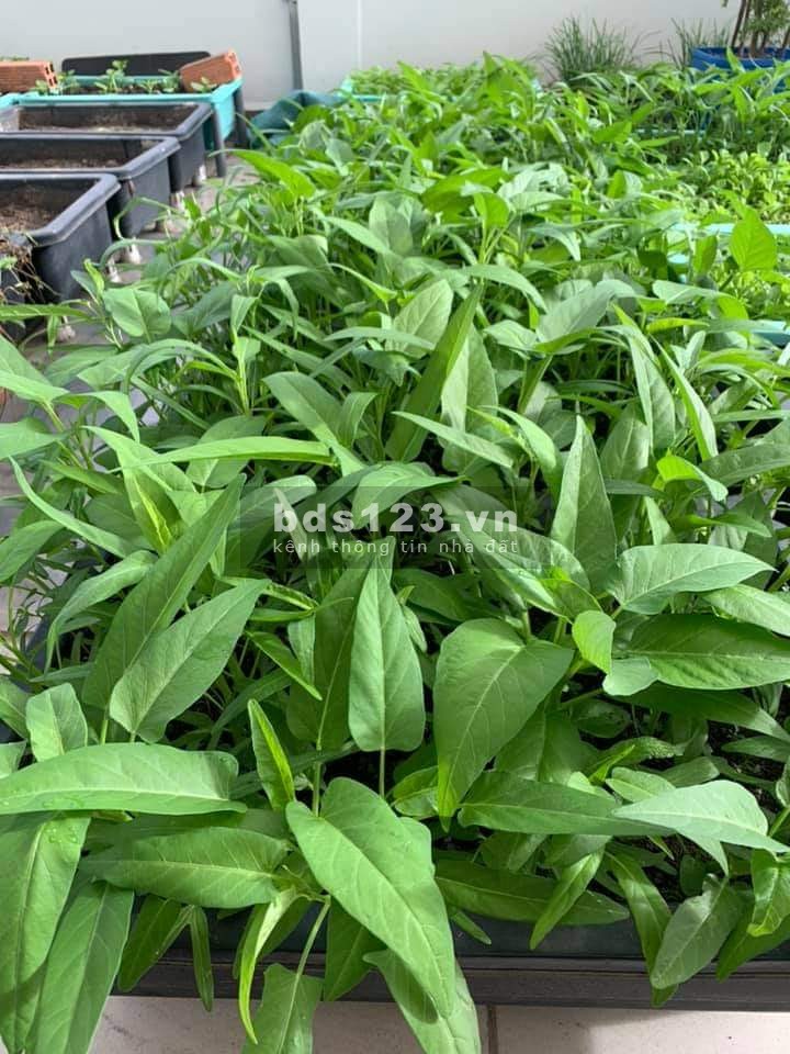 Bán nhà Trần Duy Hưng, gần phố, phân lô, lô góc, oto, dt 48m2, giá chỉ 5 tỷ.