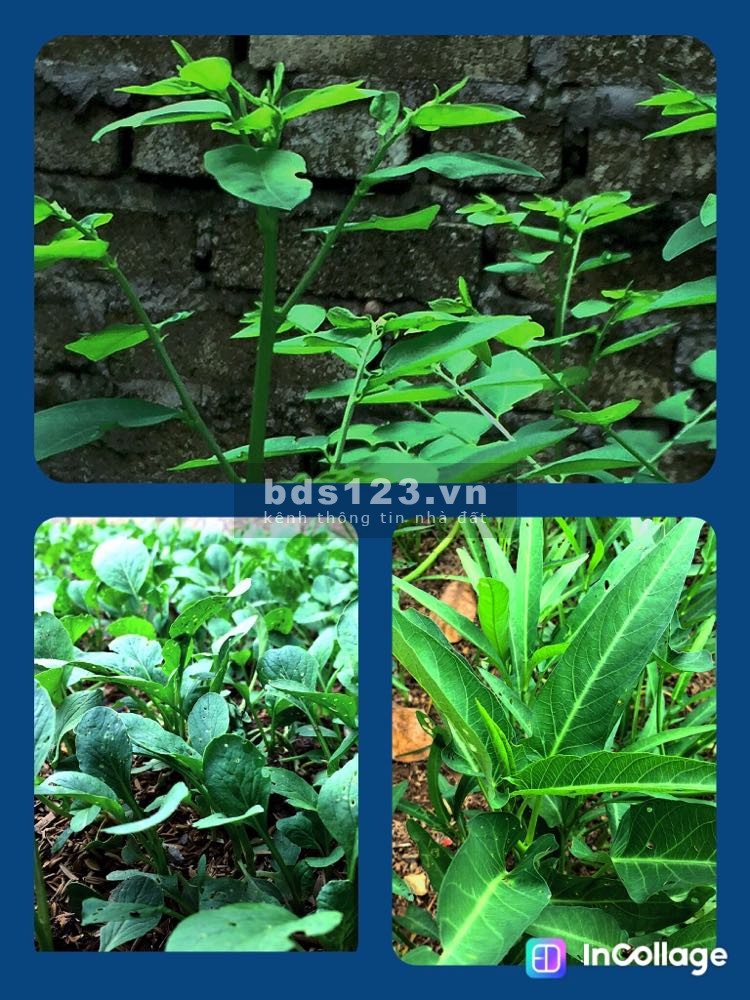 Bán lô đất đẹp, thoáng, rộng, gần chợ, diện tích 100m2 Quảng Bị Chương Mỹ, khu vực an sinh