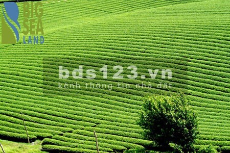 Cần bán lô đất diện tích sử dụng 143m2 tại Mộc Châu giá cực sốc, lhcc