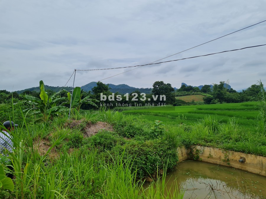 4000m2 có 400m thổ cư, Đông Phong Cao Phong Hoà Bình, giá siêu đầu tư chỉ vài trăm triệu