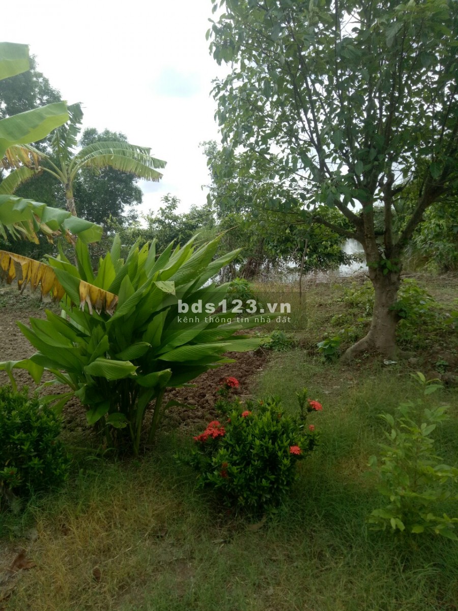Mã tin 512 - Đất Vuông tại Huyện U Minh, sổ đỏ, đất không tranh chấp, giá 560 triệu
