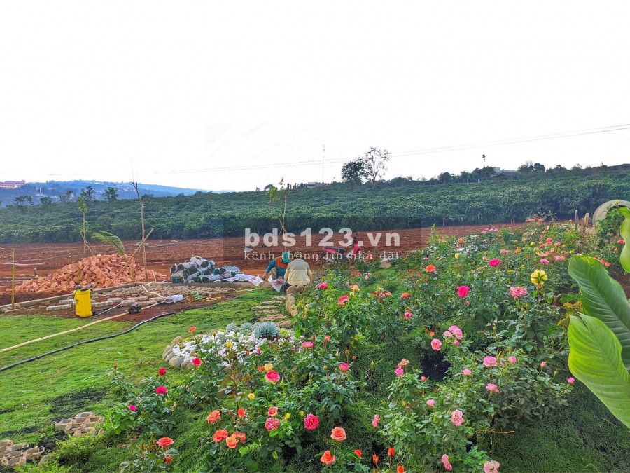 Cực sốc Đất nền diện tích lớn giá rẻ ven Đà Lạt 334m2 có thổ cư, giá chỉ 1,2 tỷ