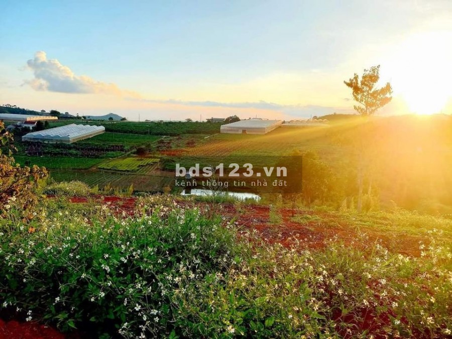 Bán đất chính chủ tại Nam Hà Lâm Hà Lâm Đồng, sổ hồng tiêng, công chứng nhanh trong ngày