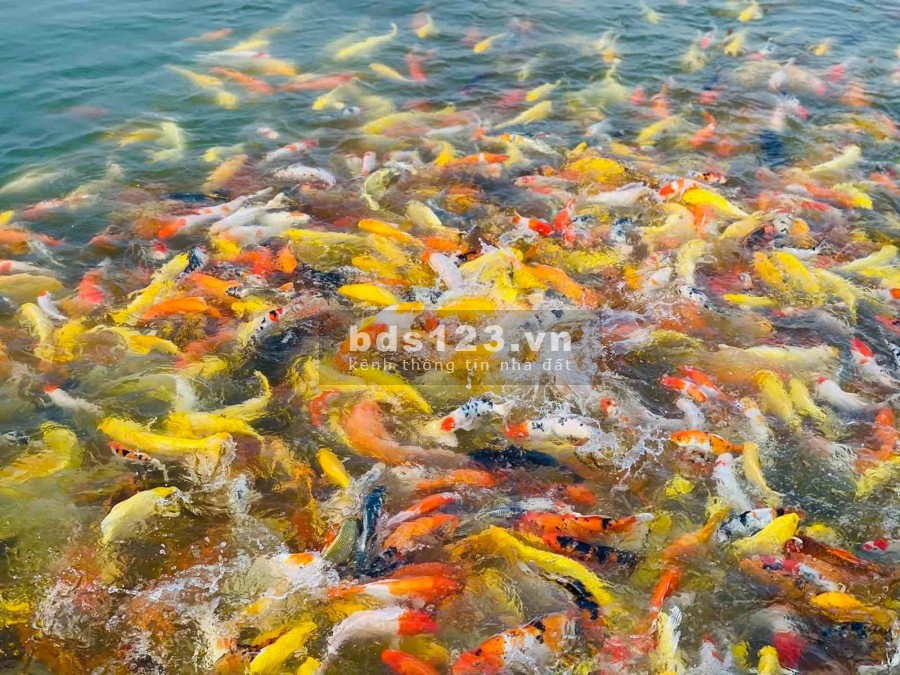 Chỉ với 10% đợt 1 sở hữu ngay lô đất đẹp nhất tại dự án Danko City Thái Nguyên