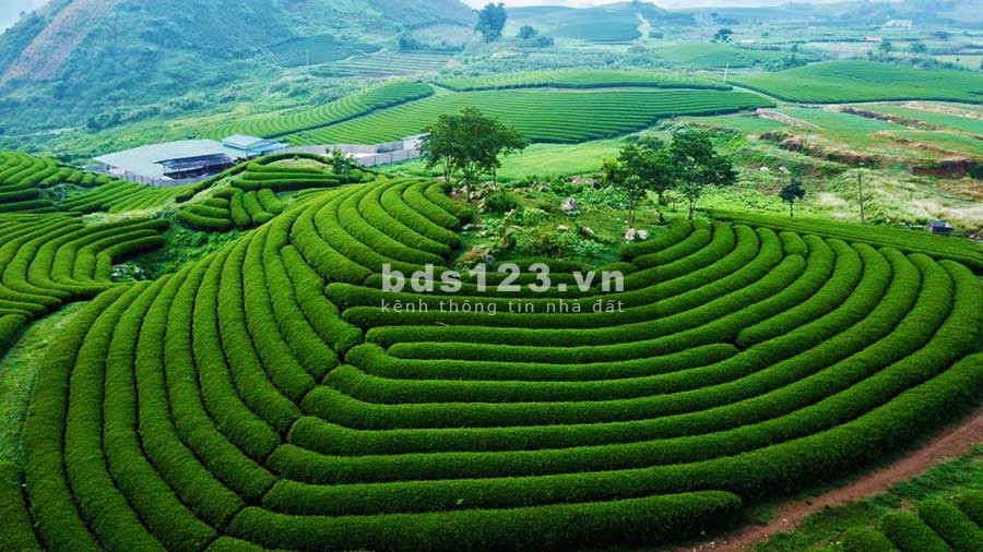 Đất Mộc Châu khoảng 6 ha, gần với khu Happy Land, giá thoả thuận nhanh