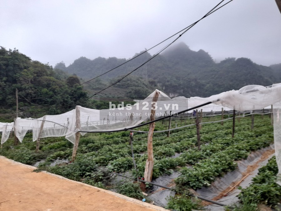 Đất nền nghỉ dưỡng Mộc Châu, địa điểm siêu đẹp làm Homestay,...