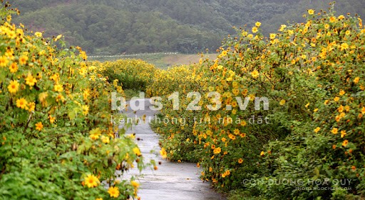 Cần bán đất có sẵn thổ cư, tích hợp đầy đủ view suối, đồi chè, thanh toán linh hoạt