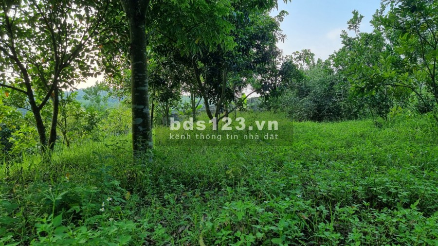Bán trang trại khu nghỉ dưỡng 3634m2 view cánh đồng giá rẻ chỉ hơn tr/m2 cách HN 40km