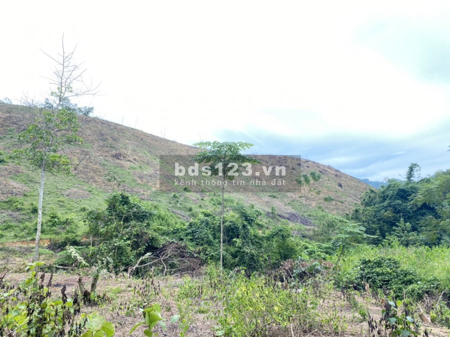 Chỉ hơn 1 tỉ đồng có ngay 3,5ha rừng sản xuất tại Kỳ Sơn công chứng được luôn trong ngày