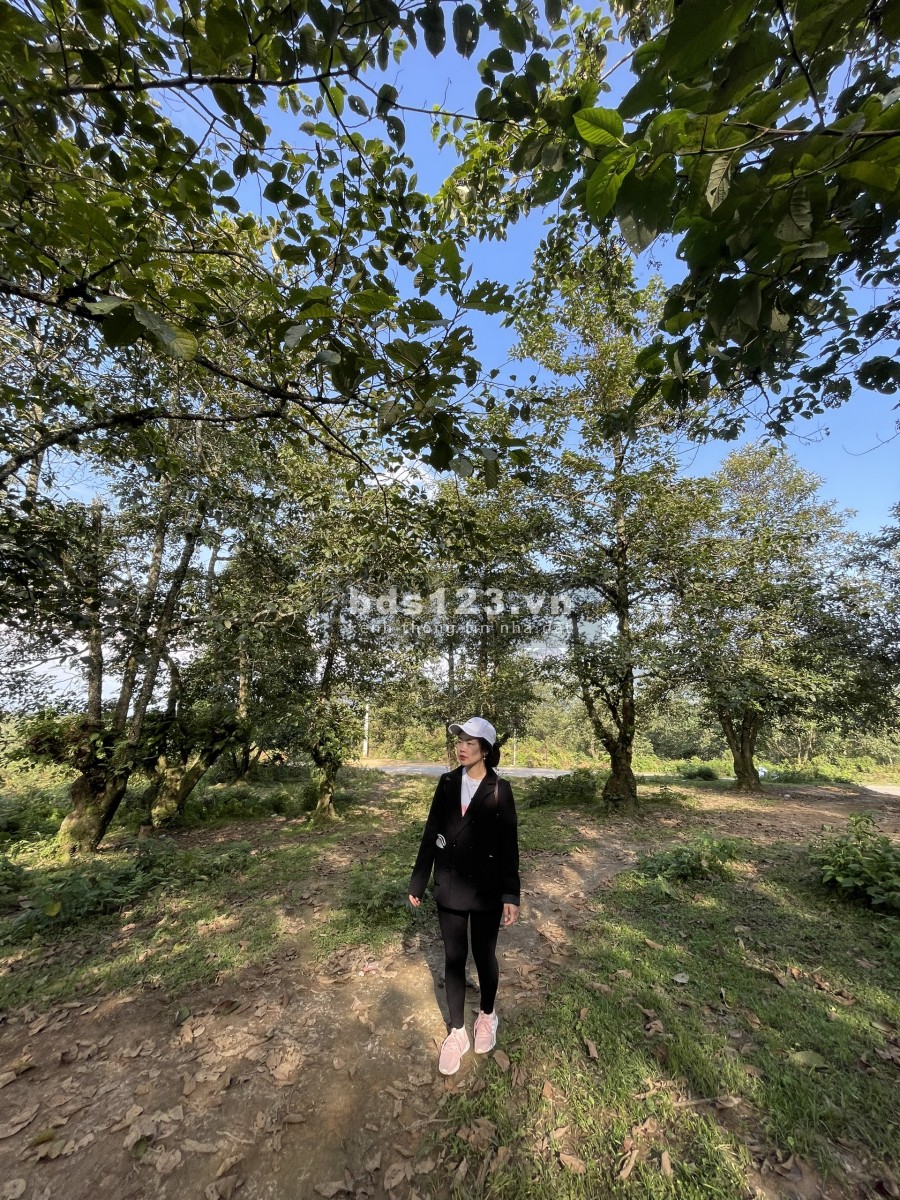 Bán đất Y Tý(Sapa 2) 3000m gần trung tâm hành chính mới liên hệ chính chủ 0822356688