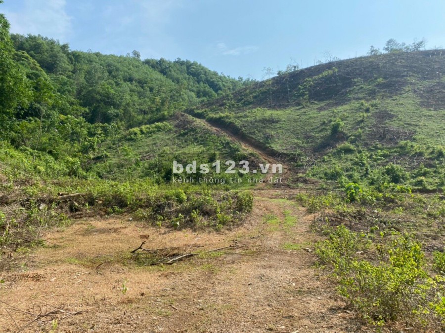 Chỉ hơn 1 tỉ đồng có ngay 3,5ha rừng sản xuất tại Kỳ Sơn công chứng được luôn trong ngày