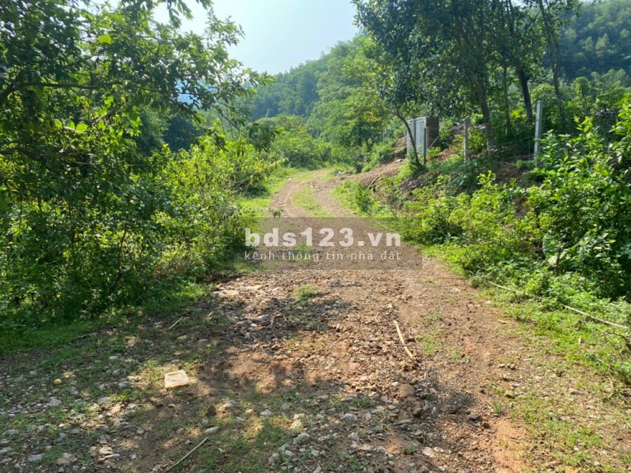 Chỉ hơn 1 tỉ đồng có ngay 3,5ha rừng sản xuất tại Kỳ Sơn công chứng được luôn trong ngày