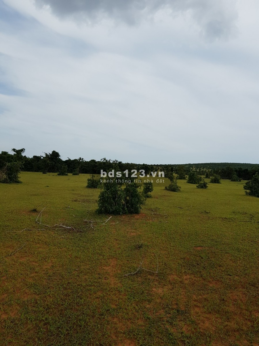 Bán 5871m2 đất Bình Tân, Bắc Bình 645tr gần công viên sinh thái safari 3300ha sổ sẵn Lh 0938677909