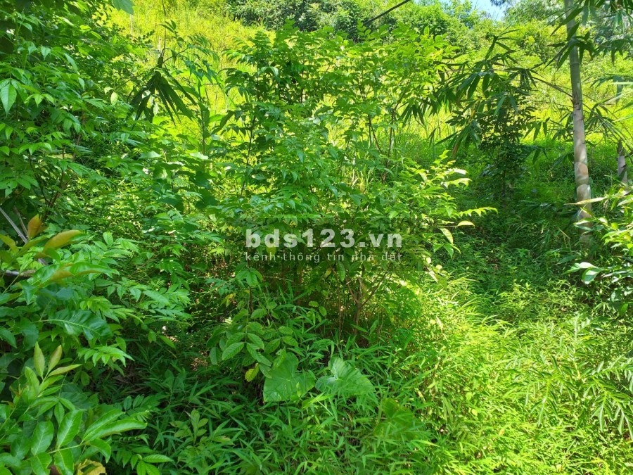 Hàng hiếm giá rẻ chỉ hơn 500 triệu, dt 1580m2 thổ cư suối thác trong đất, view cánh đồng