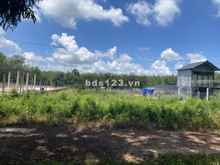 Cần bán đất vườn dầu tiếng-bình dương 1000m2 chỉ 605tr ngang 9m, nở hậu 10m