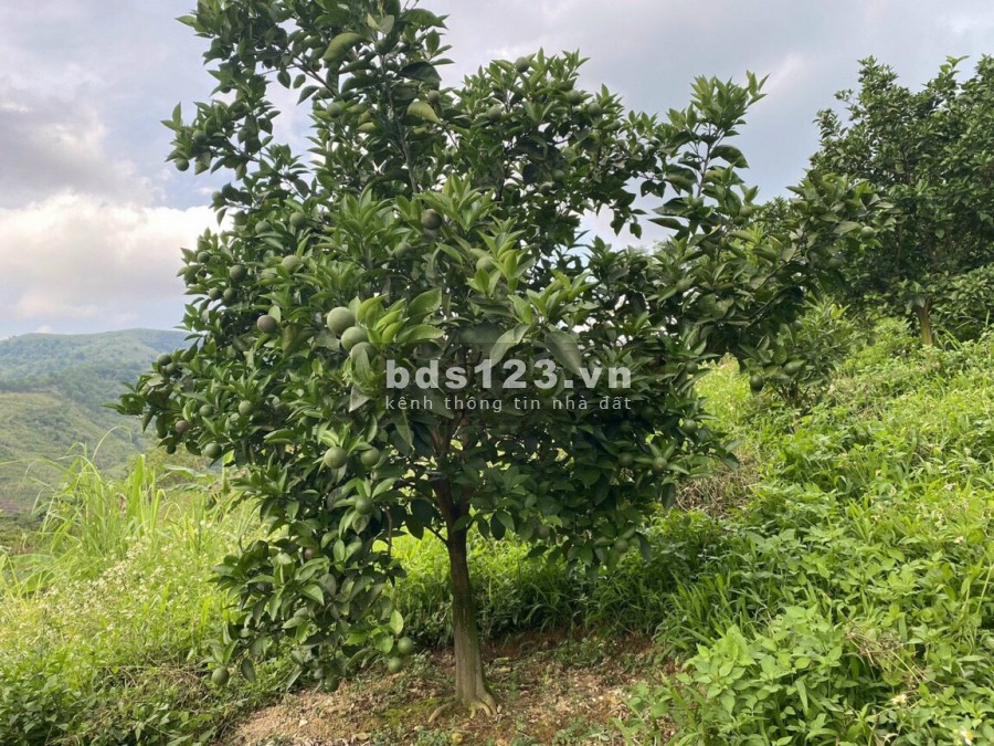 Bán đất Cao Phong, Hòa Bình, 1,9ha có thổ cư, đất vườn và rừng sản xuất, view đẹp