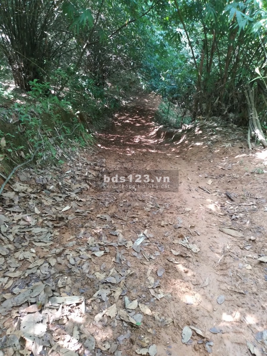 Bán 1,4ha đất rừng sản xuất giá rẻ Kim Bôi Hoà Bình, giá bán 360 triệu, pháp lí đủ