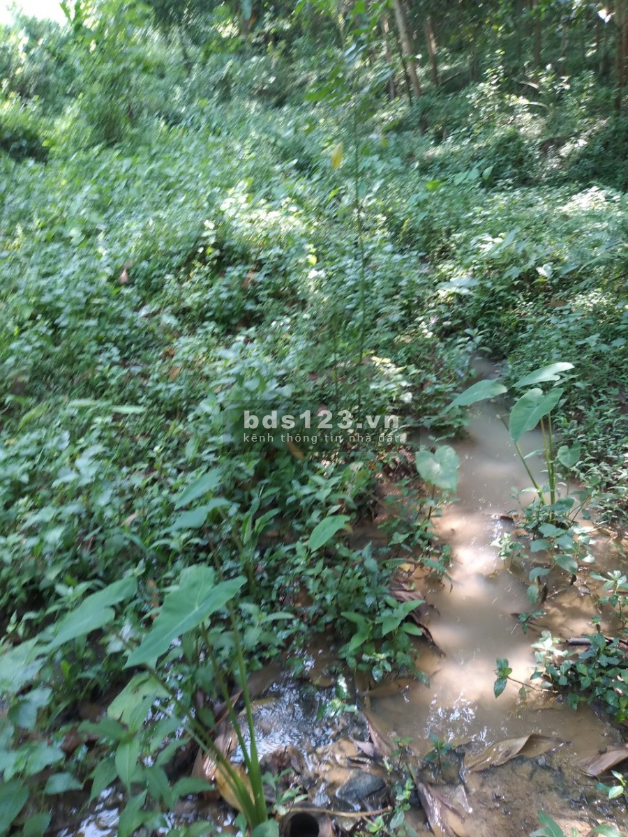 Bán 1,4ha đất rừng sản xuất giá rẻ Kim Bôi Hoà Bình, giá bán 360 triệu, pháp lí đủ