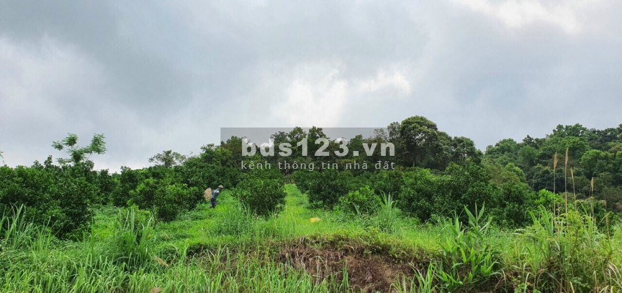 Bán đất Cao Phong, Hòa Bình, 1,9ha có thổ cư, đất vườn và rừng sản xuất, view đẹp