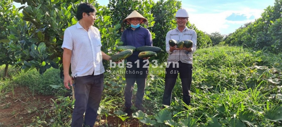 Bảo Tàng Hạt Điều Đầu Tiên Ở Việt Nam Tại Bình Phước, phê duyệt 1/500, sở hữu sổ riêng