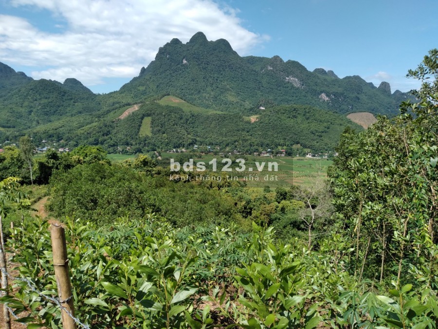 Bán 1,4ha đất rừng sản xuất giá rẻ Kim Bôi Hoà Bình, giá bán 360 triệu, pháp lí đủ