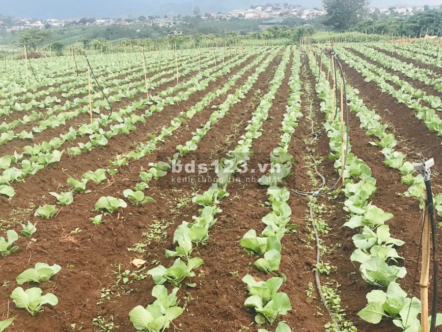 Siêu phẩm Nghỉ Dưỡng Ven Hồ Tây Di Linh, giá chỉ từ 9 triệu/m2, ngân hàng hỗ trợ vay đến 70%