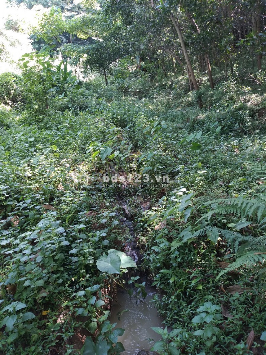 Bán 1,4ha đất rừng sản xuất giá rẻ Kim Bôi Hoà Bình, giá bán 360 triệu, pháp lí đủ