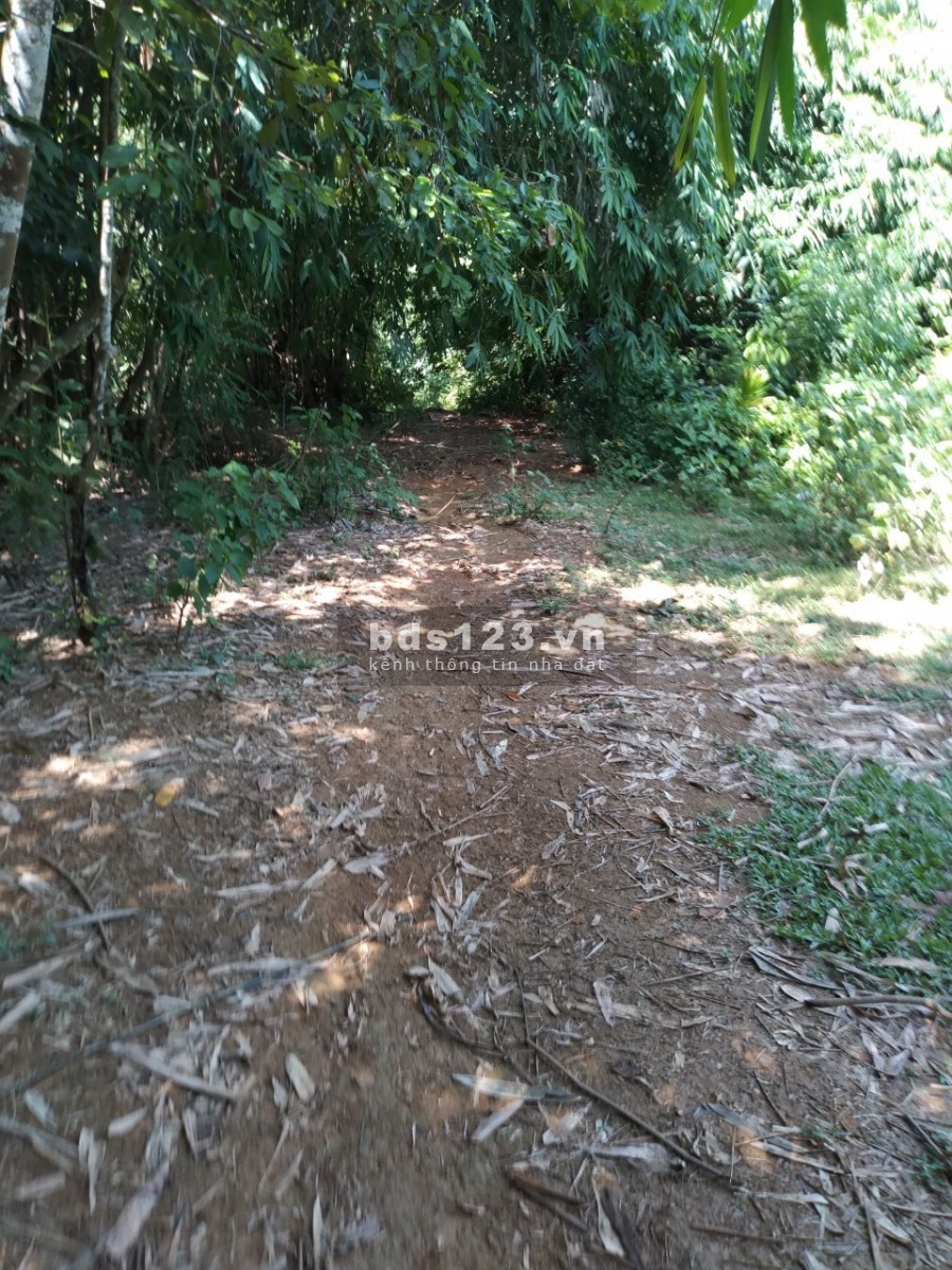 Bán 1,4ha đất rừng sản xuất giá rẻ Kim Bôi Hoà Bình, giá bán 360 triệu, pháp lí đủ