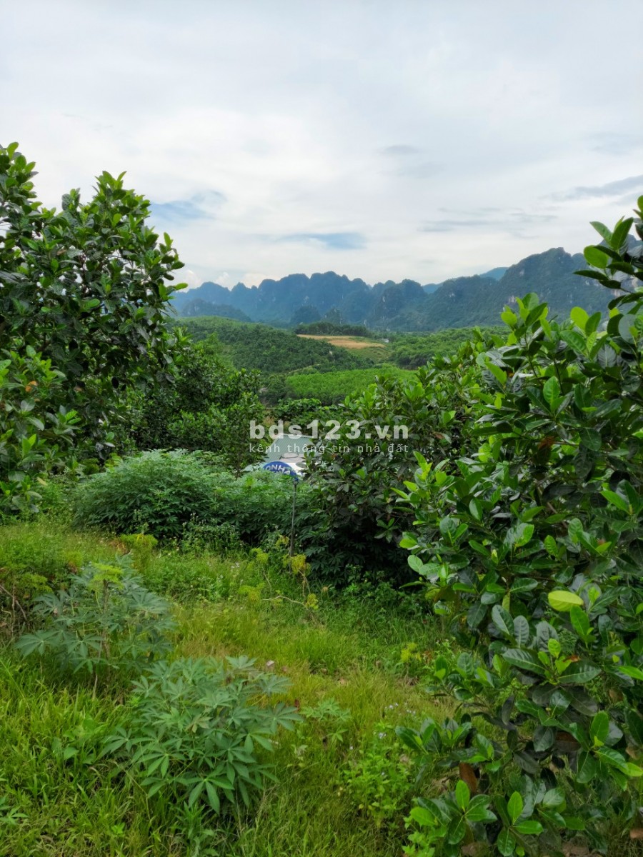 Bán trang trại, khu nghỉ dưỡng 4.3ha có nhà sẵn ở, full Mít Bưởi view núi đá, cánh đồng.