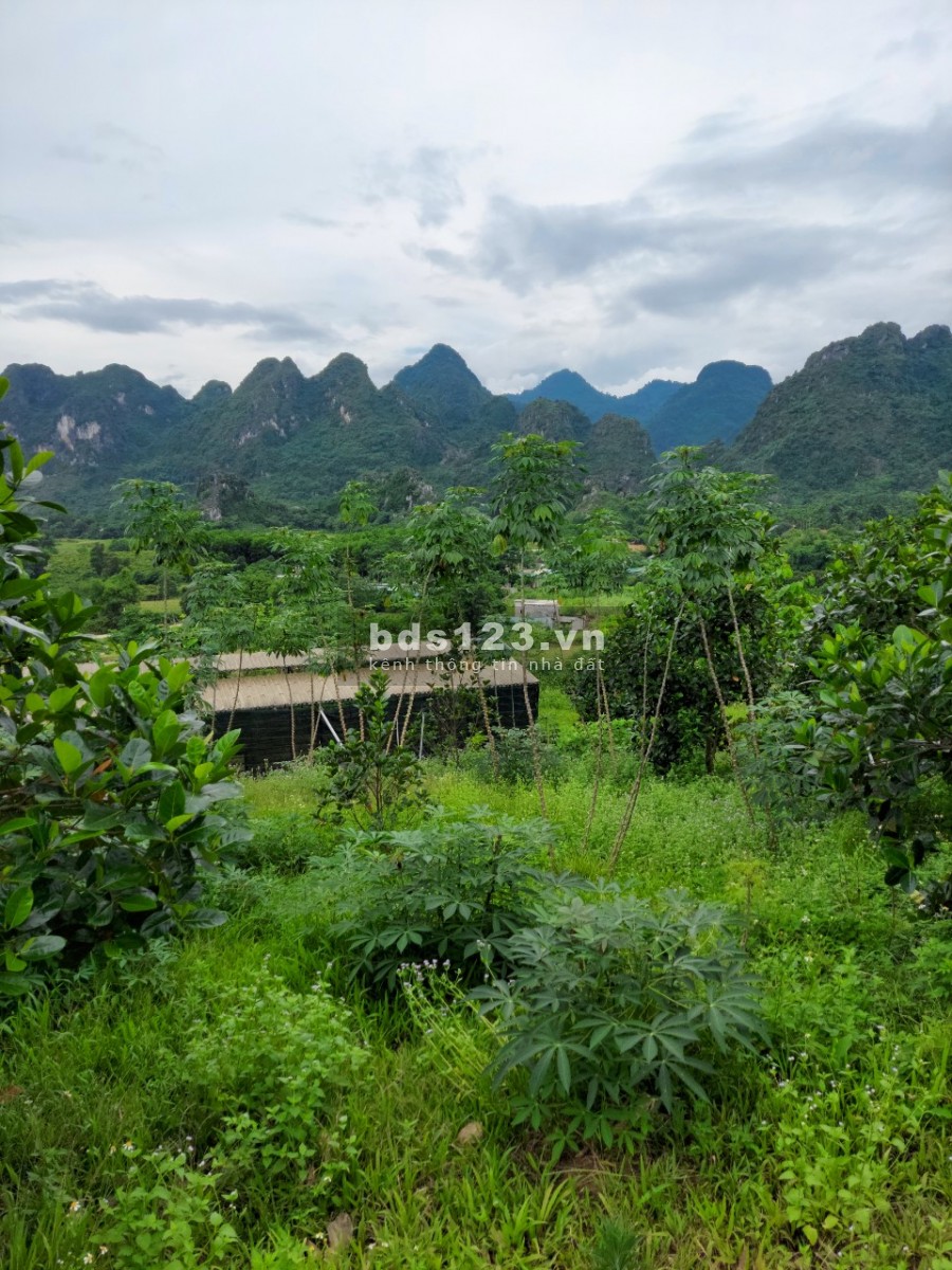 Bán trang trại, khu nghỉ dưỡng 4.3ha có nhà sẵn ở, full Mít Bưởi view núi đá, cánh đồng.