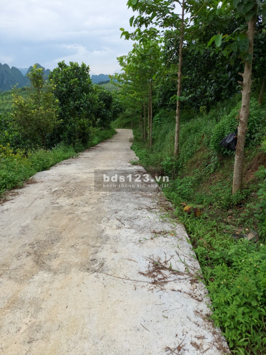 Bán trang trại, khu nghỉ dưỡng 4.3ha có nhà sẵn ở, full Mít Bưởi view núi đá, cánh đồng.