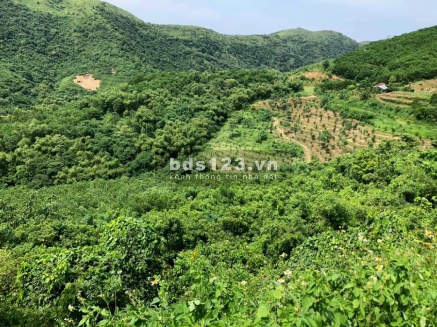 Chính chủ cần bán nhanh 3HA đất nghỉ dưỡng bám suối giá rẻ tại Lương Sơn Hoà Bình