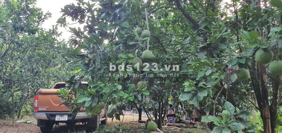 Hơn 7000m2 bám suối gần khu du lịch tại Dũng Phong Cao Phong Hòa Bình