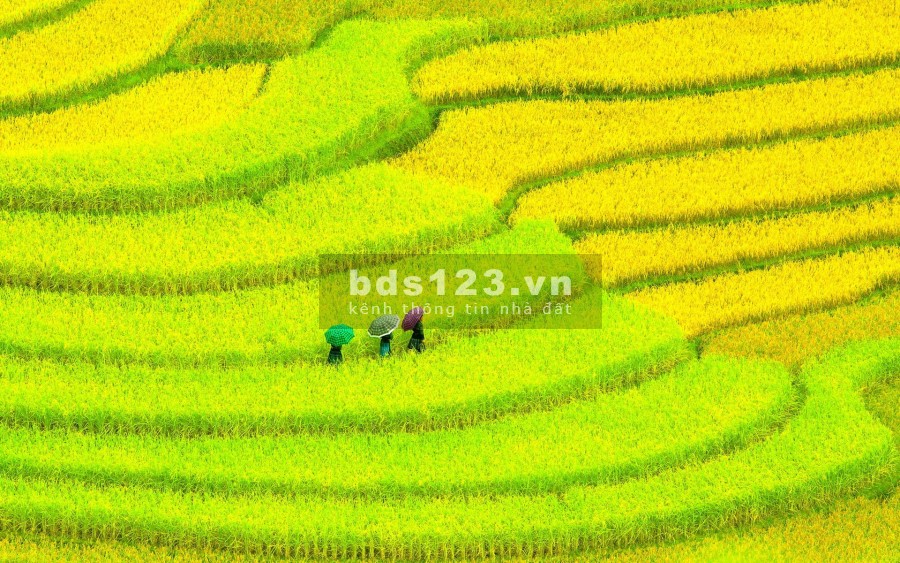 Cần bán lô đất có sổ đỏ tại Y Tý - Sapa2, giá bán thoả thuận, diện tích 532m2, có 70m2 thổ cư