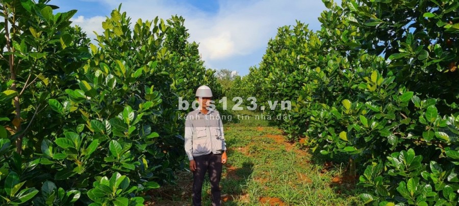Bán Đất Bình Phước tiện ích xung quanh đủ, giá bán 420 triệu, pháp lí đầy đủ, lhcc