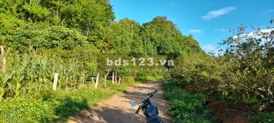 Đất Mộc châu, phù hợp làm Homestay, View đẹp, nền bằng phẳng, ô tô vào tận đất