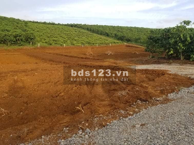 Lô đất rộng 500m2 ôm đồi Thông, Gia Lâm, về Đà Lạt 25 phút, giá chỉ 750 triệu, sổ sẵn