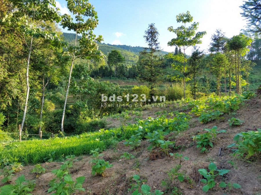 Bán đất 1200m2 Y Tý- Sa Pa 2 ở thôn du lịch Văn hóa Sín Chải - Liên hệ 0822356688.