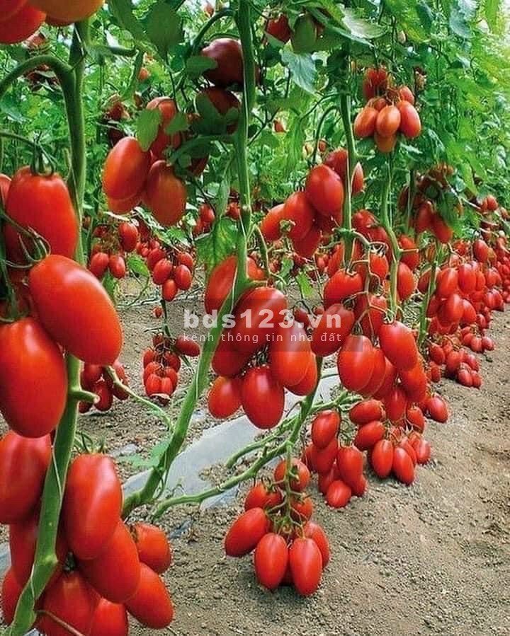 Bán đất đẹp giá mềm chỉ từ 420 triệu/nền Tại Bình Phước, pháp lí đầy đủ, sổ sẵn chính chủ