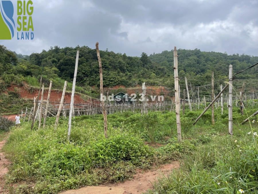 Đất nền Mộc Châu đón đầu quy hoạch,đường quy hoạch Hòa Bình-Sơn La giá chỉ từ 1tr/m
