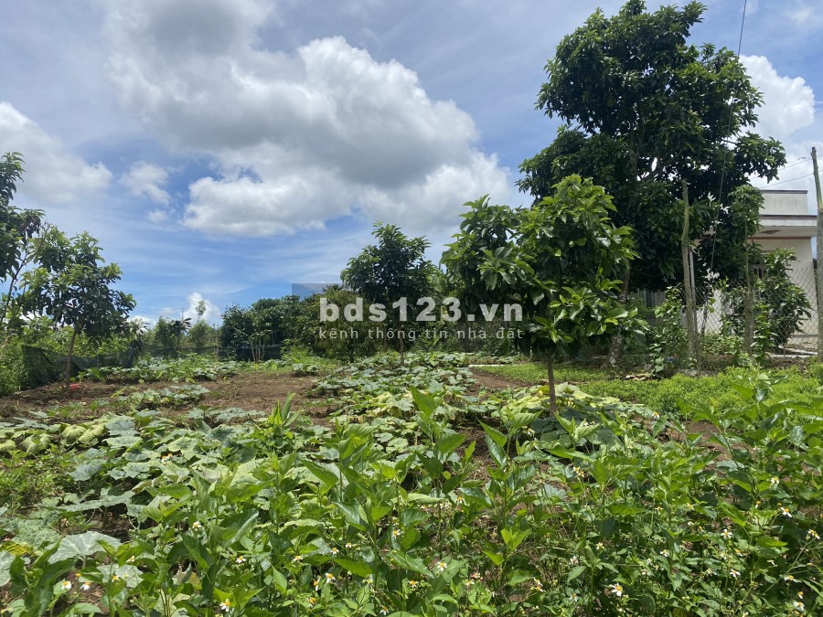 Bán đất vườn chính chủ mặt tiền đường Liên Xã Lộc An huyện Bảo Lâm, giá tốt, thổ cư 100m2