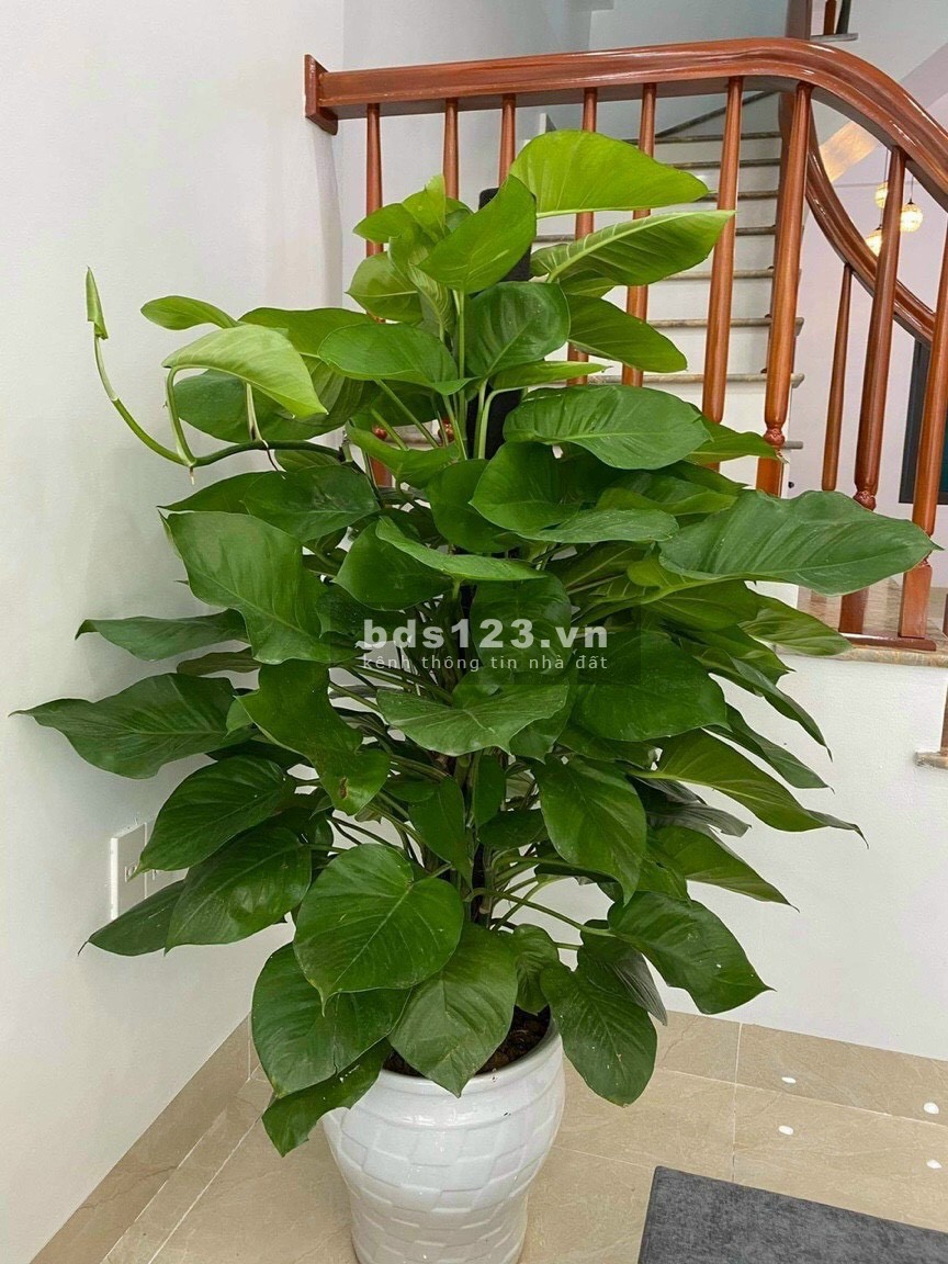 Bán nhà phố Lê Viết Quang, Hải Dường, diện tích 50m2, mt 3.8m, 3 tầng, 3 ngủ, ngõ to