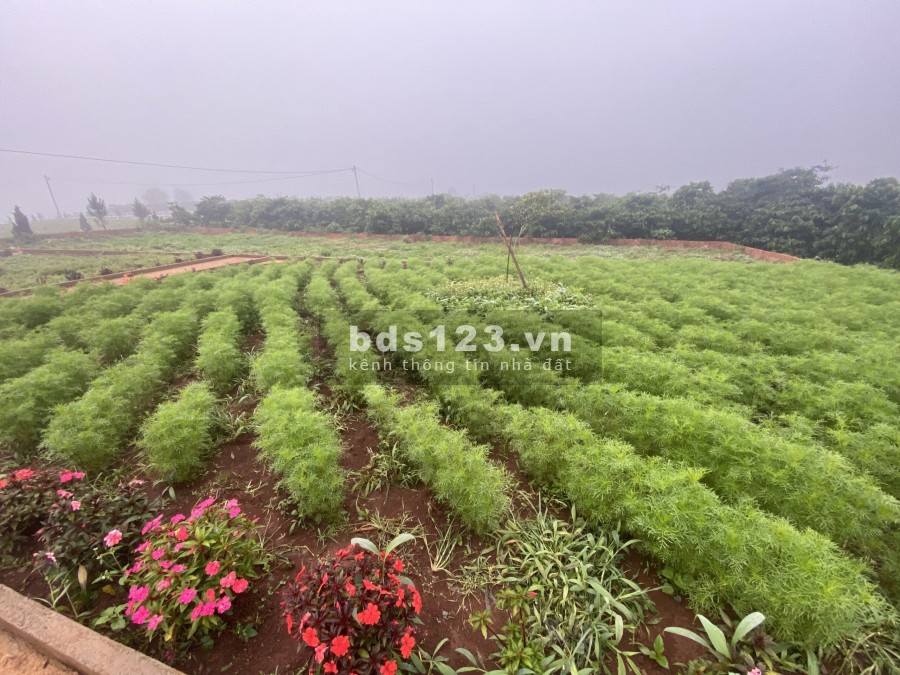 Khu biệt thự ven Hồ Tây có sổ sẵn thổ cư, giá bán 1.3 tỷ, thương lượng, tiện đầu tư